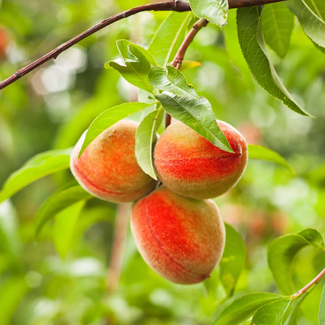 crimson-princess-yellow-peach-tree Crimson Princess Yellow Peach Tree
