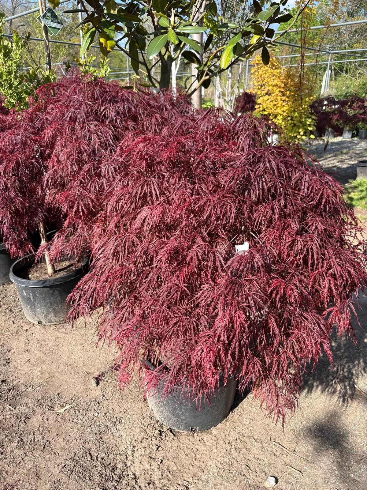 crimson-queen-japanese-maple Crimson Queen Japanese Maple
