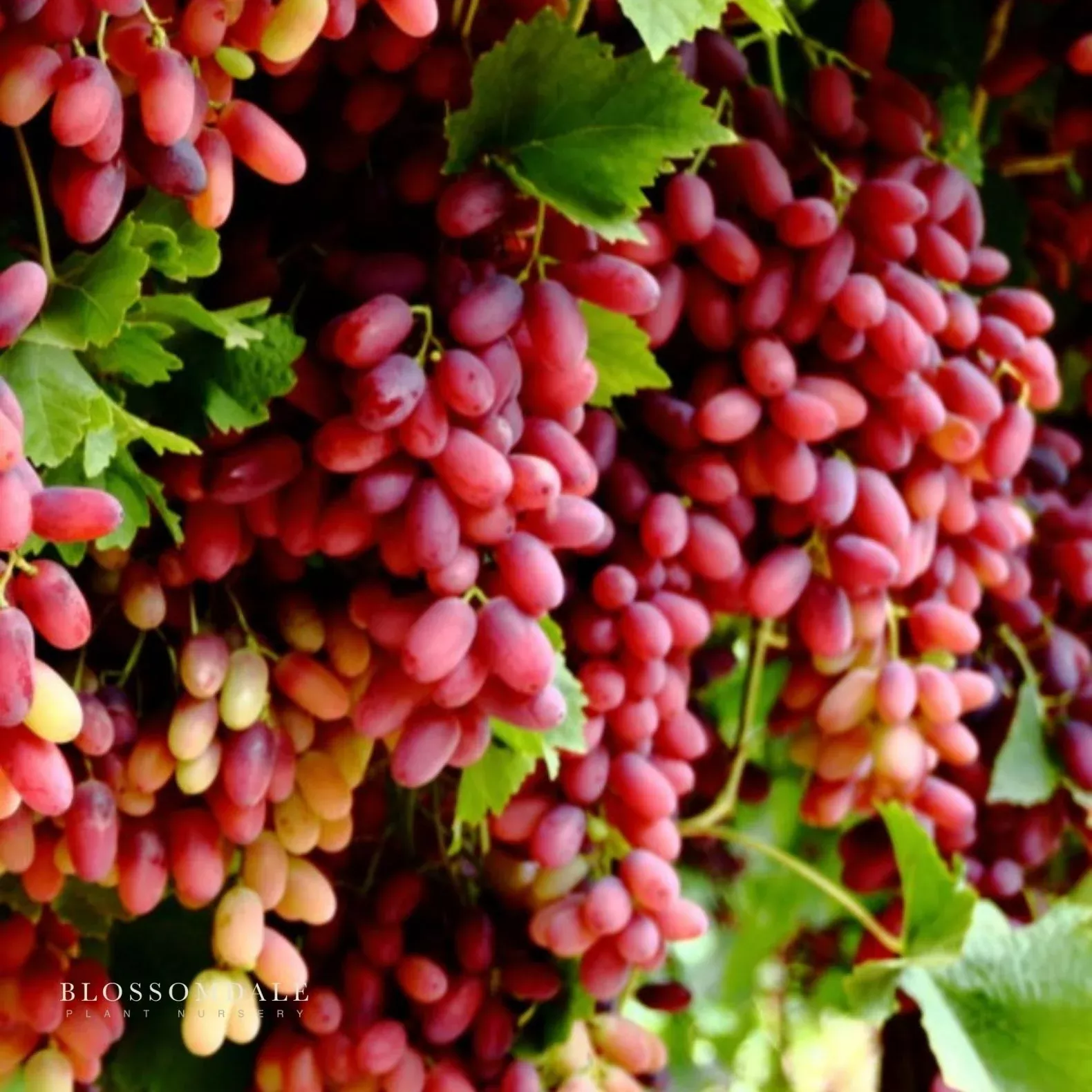 crimson-seedless-table-grape-vine Crimson Seedless Table Grape Vine