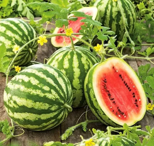 crimson-sweet-watermelon Crimson Sweet Watermelon