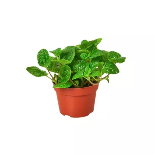 crinkle-pilea Crinkle Pilea