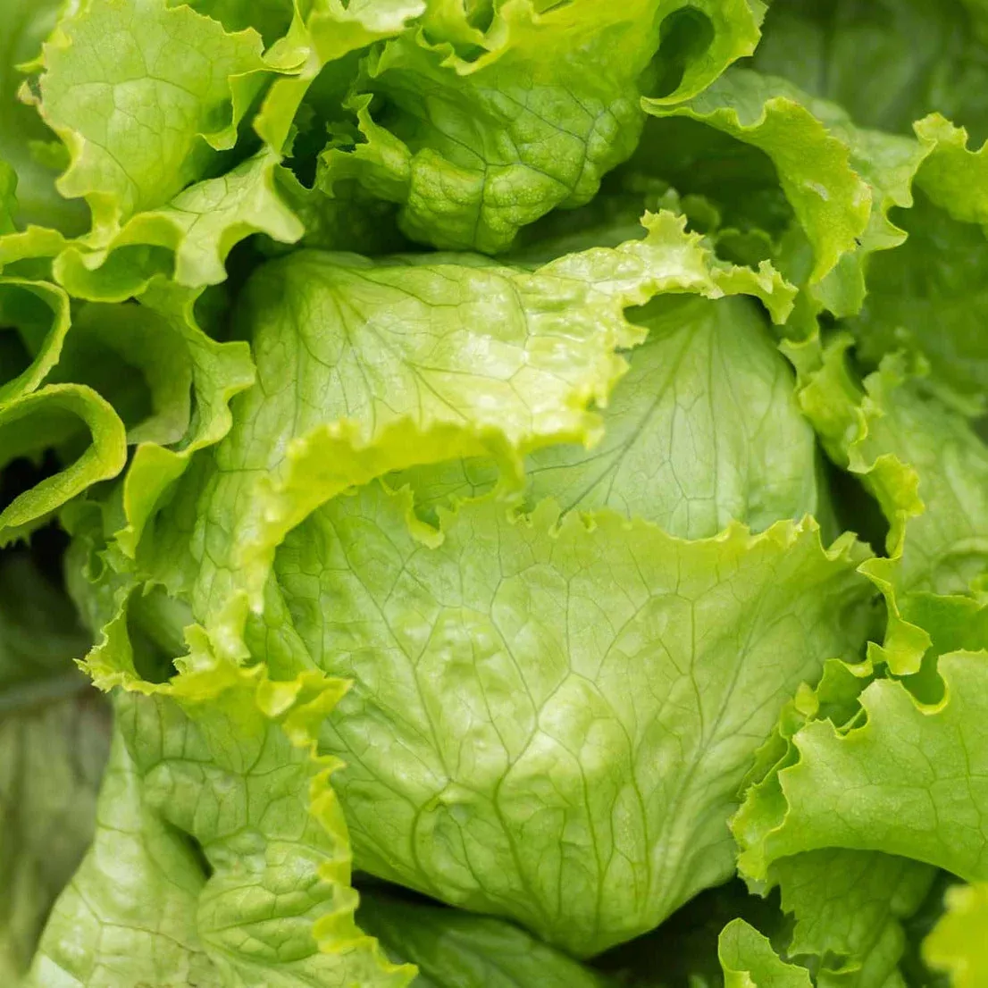 crisphead-iceberg-lettuce Crisphead Iceberg Lettuce