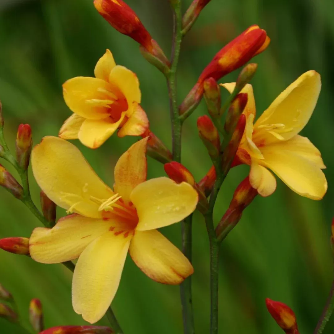 Crocosmia 'Harlequin'