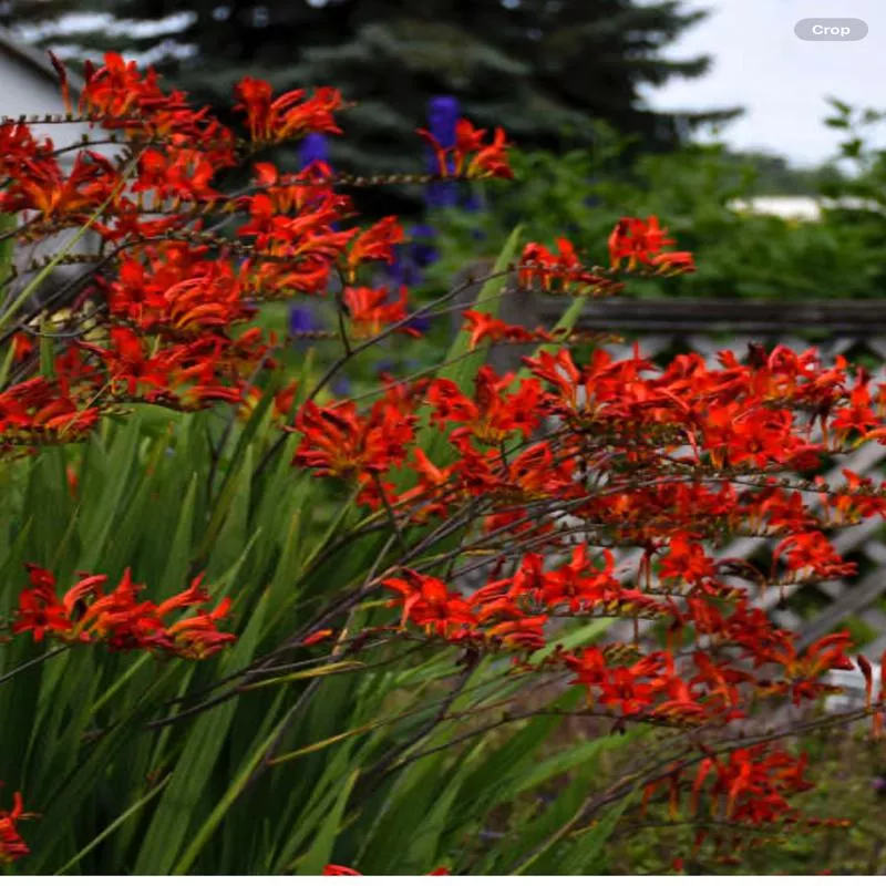 crocosmia-lucifer Crocosmia 'Lucifer'