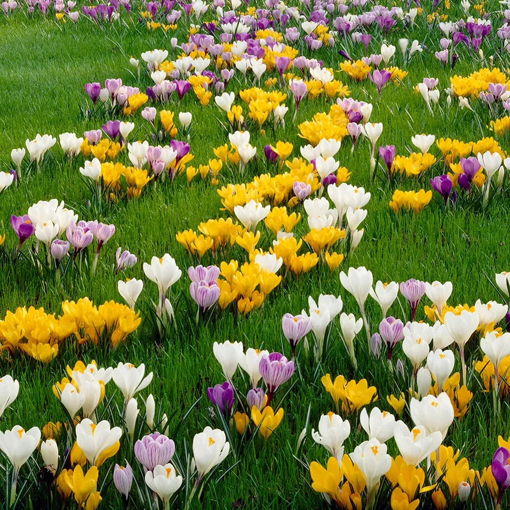 crocus-large-flowering-blend Crocus - Large Flowering - Blend