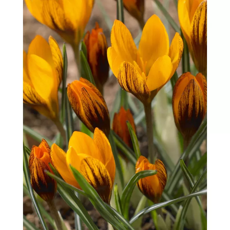 crocus-orange-monarch Crocus - Orange Monarch