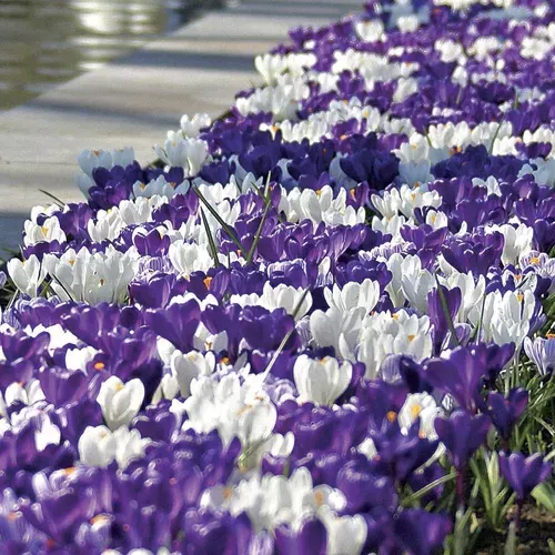 crocus-purple-fiction-bulbs Crocus ‘Purple Fiction’ Bulbs