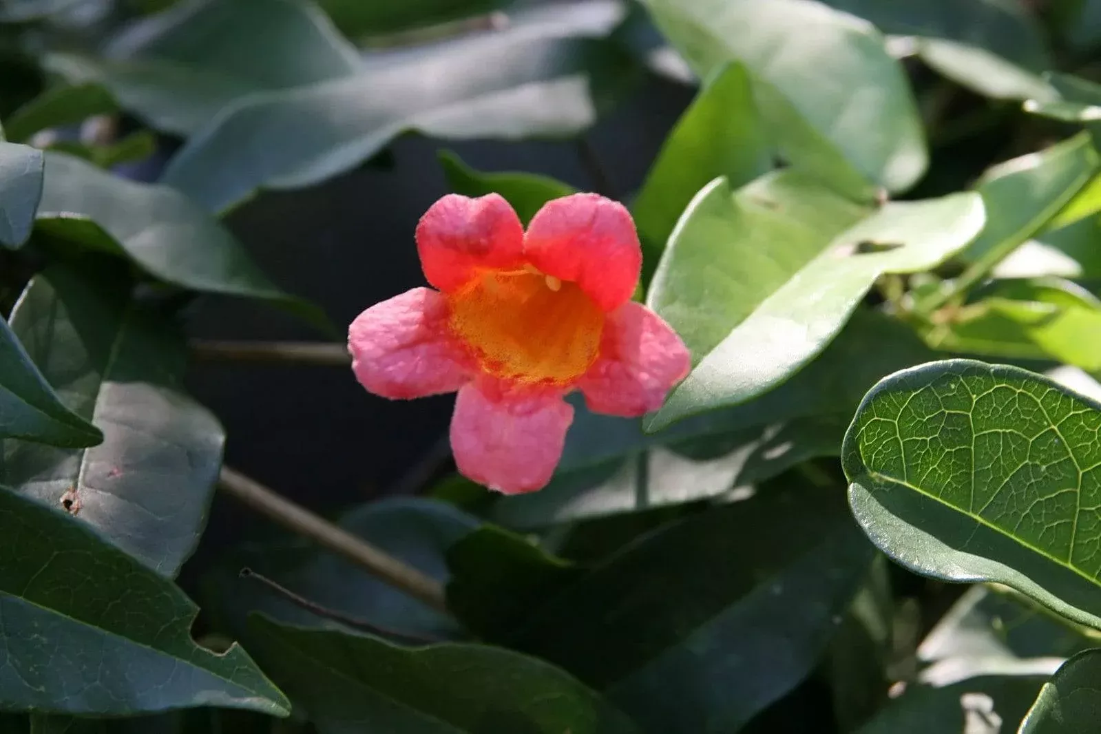 crossvine-tangerine-beauty Crossvine 'Tangerine Beauty'