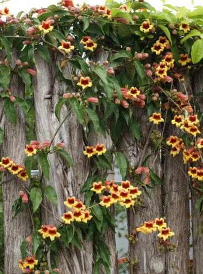 crossvine Crossvine
