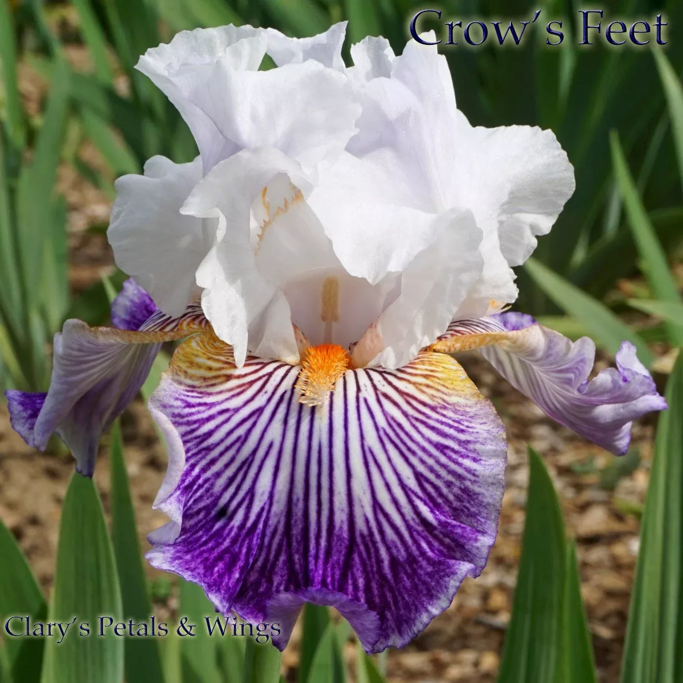 crow-s-feet-2006-bb-fragrant CROW'S FEET - 2006 - BB - Fragrant
