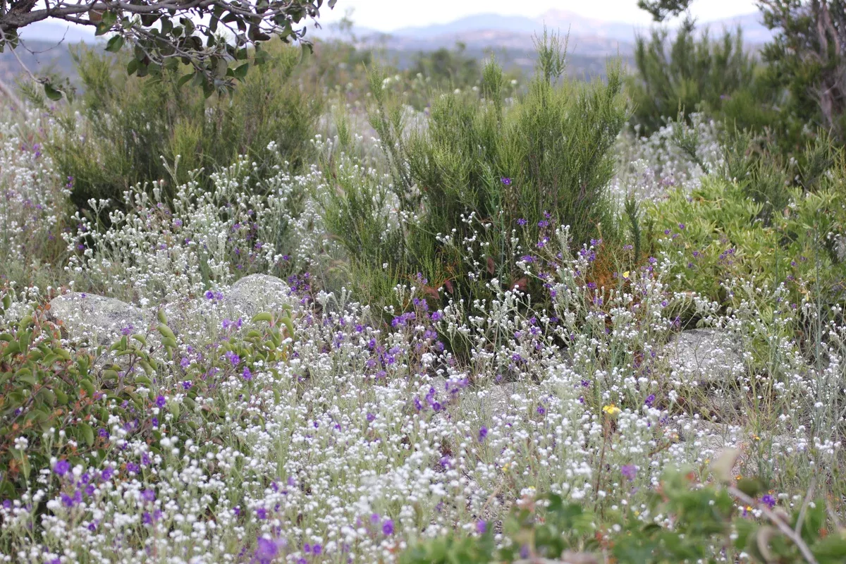 Cryptantha intermedia Common Cryptantha