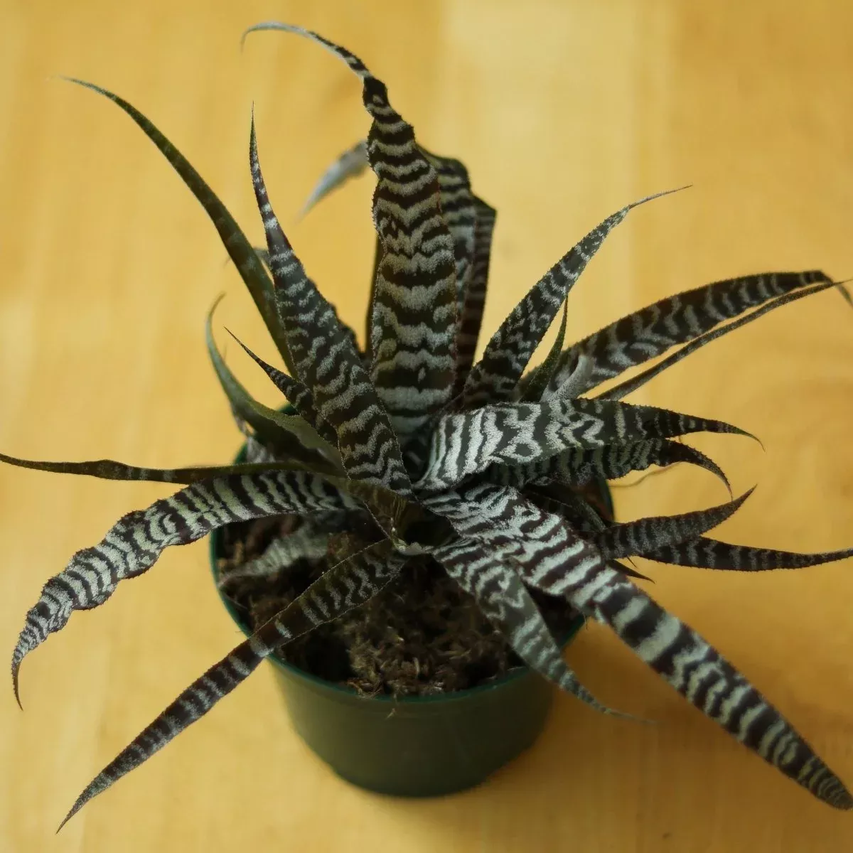 Cryptanthus Bivittatus 'Absolute Zero'
