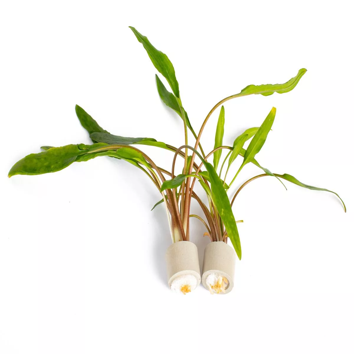 cryptocoryne-lucens-aq085-10-x-loose Cryptocoryne lucens – AQ085 – 10 x Loose