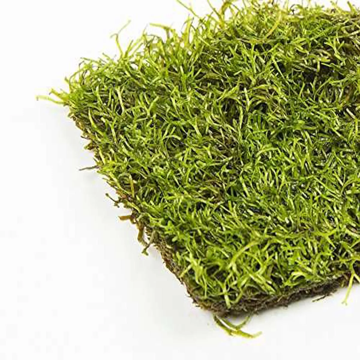 crystalwort-riccia-fluitans-live-floating-or-carpeting-plants-10g Crystalwort (Riccia fluitans) live floating or carpeting plants – 10g
