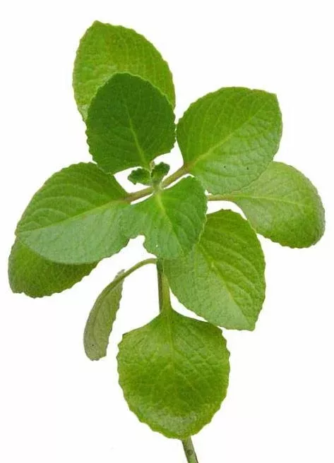 cuban-oregano-oregano-brujo Cuban Oregano (Oregano Brujo)