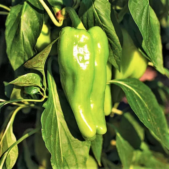 Cubanelle Pepper