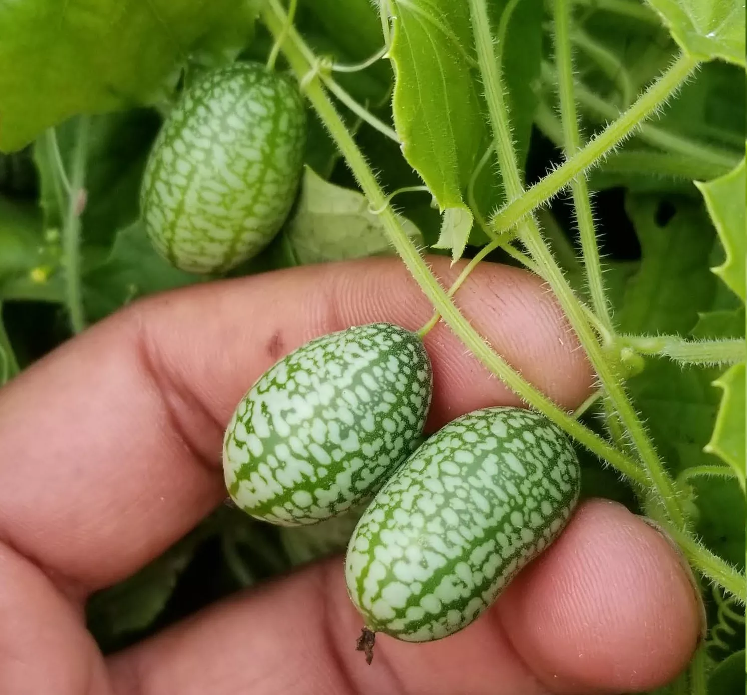 cucamelon-mexican-sour-gherkin Cucamelon / Mexican Sour Gherkin