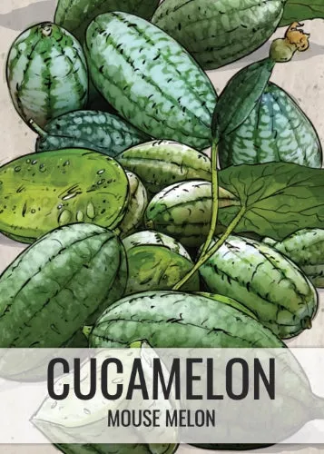 Cucamelon Seeds For Planting, Mexican Sour Gherkin (Melothria scobra)