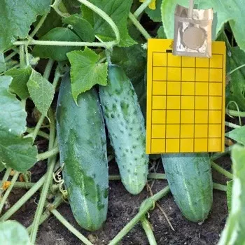 cucumber-beetle-trap-lure Cucumber Beetle Trap and Lure