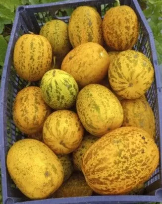 cucumber-dosakkai Cucumber-Dosakkai