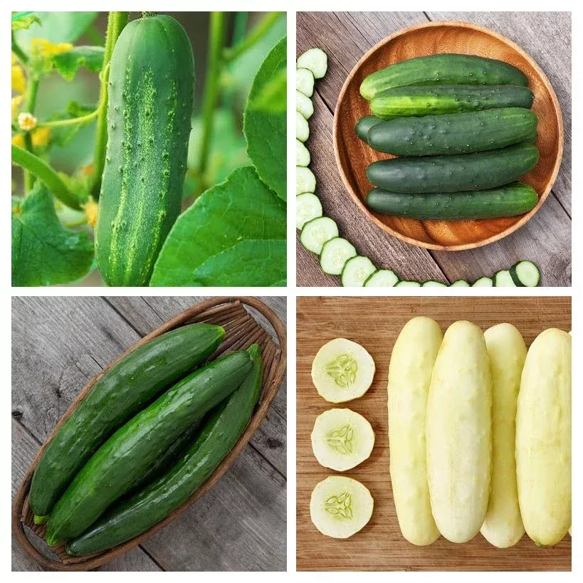 cucumber-variety-4-pack Cucumber Variety 4-pack