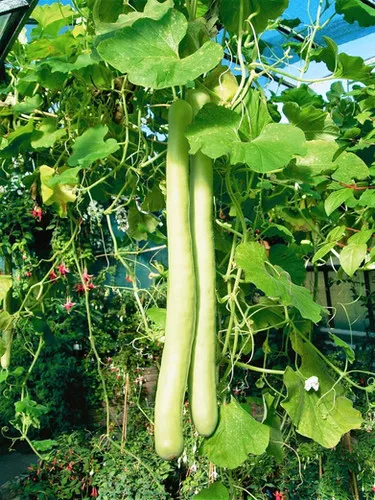 cucuzzi-gourd Cucuzzi Gourd