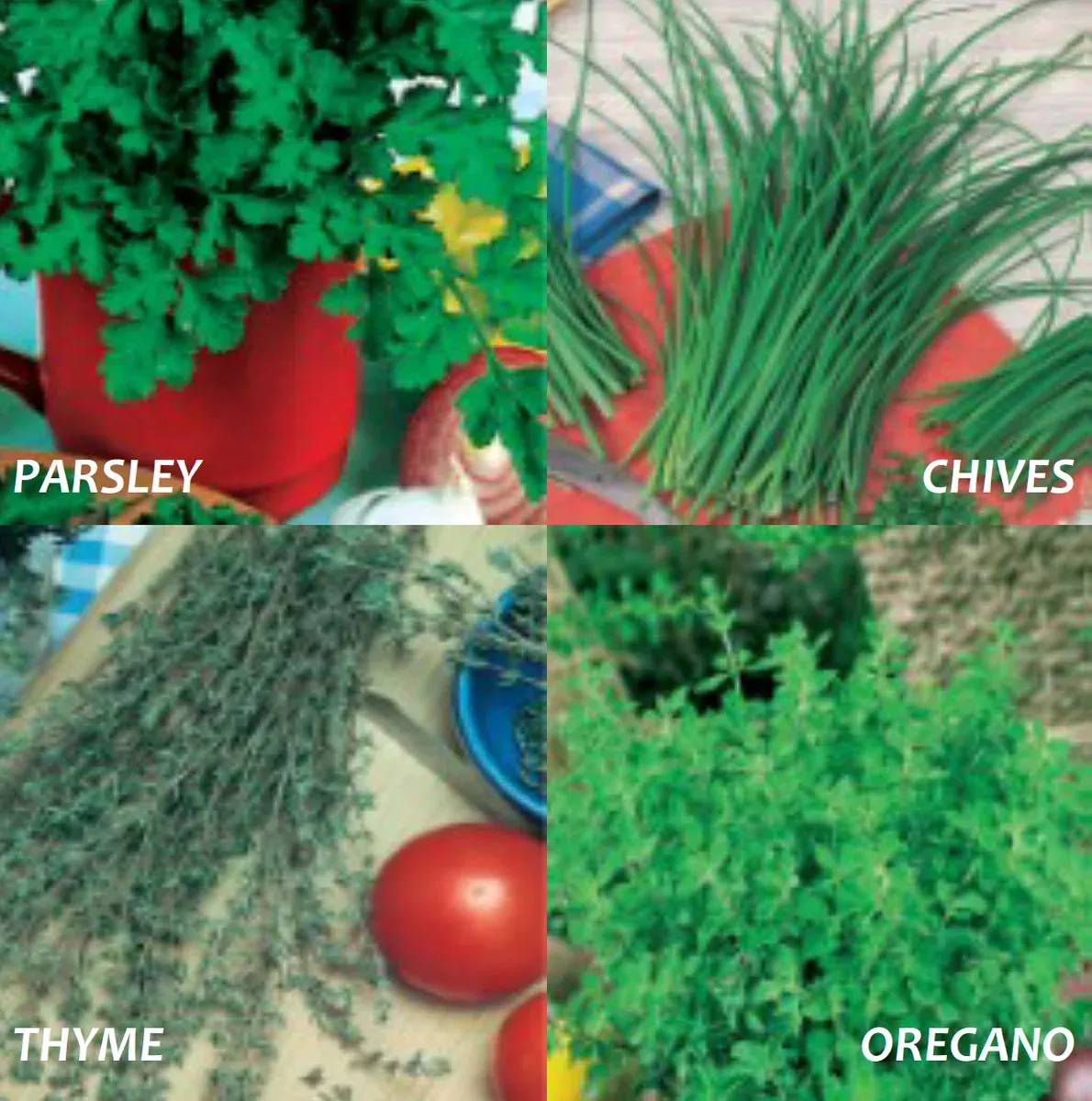 culinary-herbs-variety-pack Culinary Herbs Variety Pack