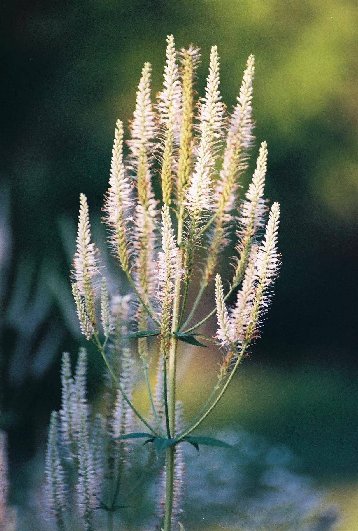 culver-s-root Culver's Root