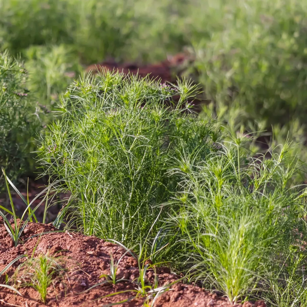 Cumin, Classic seeds