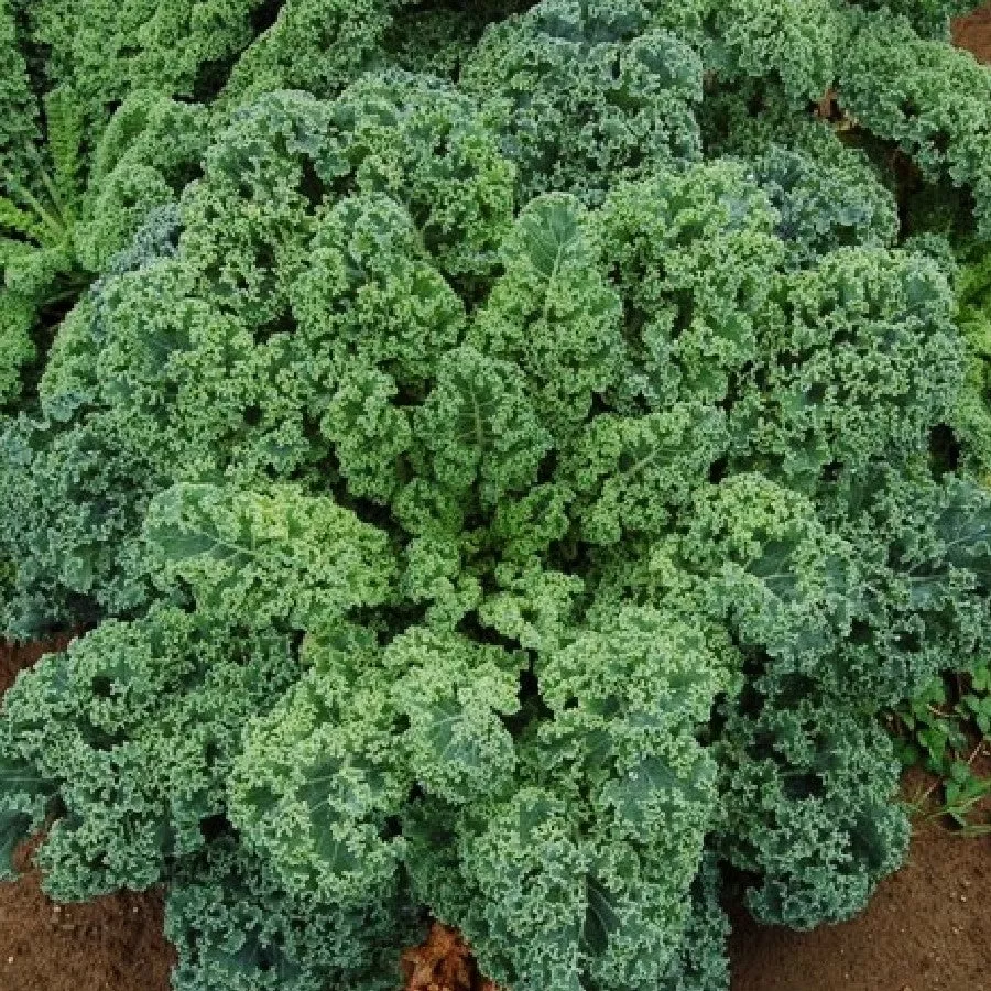 curled-blue-scotch-vates-kale Curled Blue Scotch Vates Kale