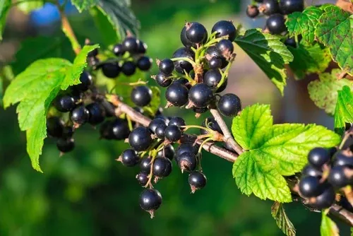 currants-black Currants (Black)