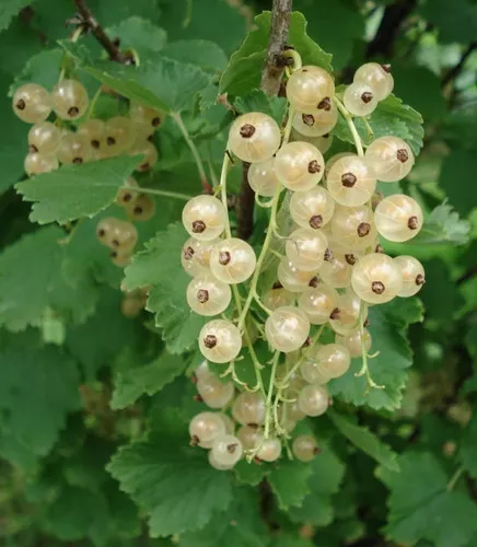currants-white Currants (White)