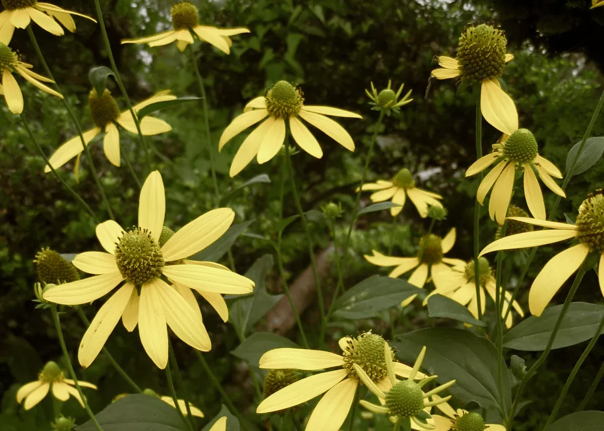 cutleaf-coneflower Cutleaf Coneflower