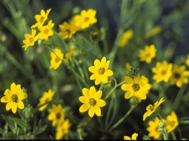 cutleaf-daisy-engelmann-s Cutleaf Daisy 'Engelmann’s'