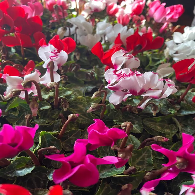 cyclamen-mini-2-assorted Cyclamen mini 2" assorted
