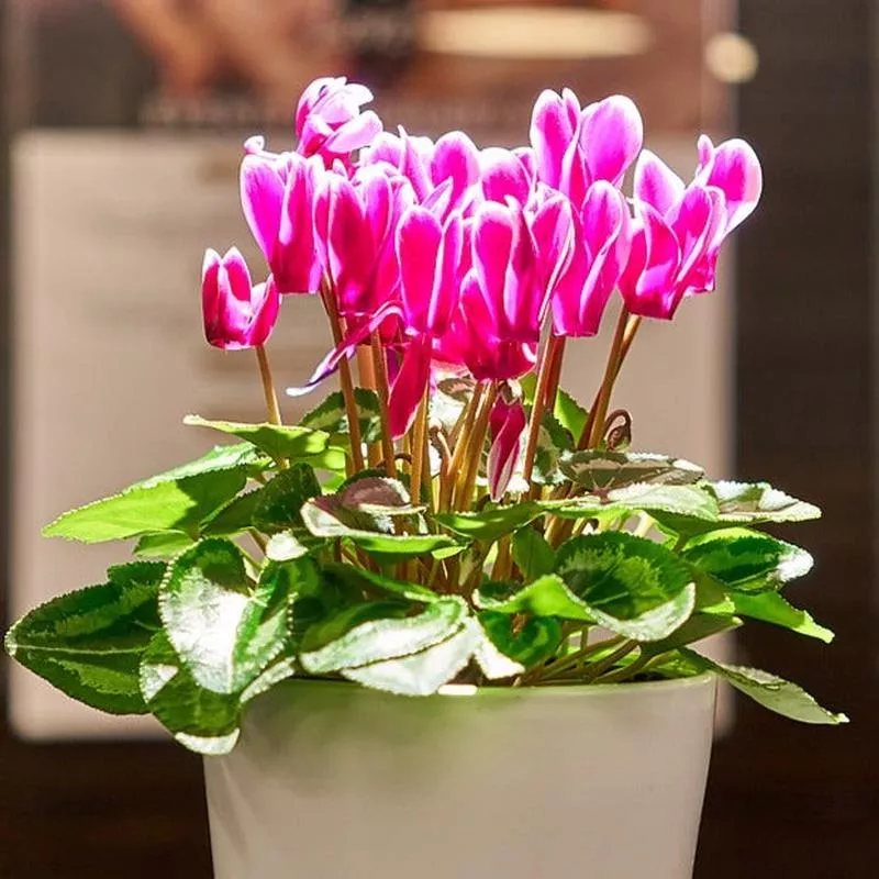 cyclamen-mini-hybrids-assorted Cyclamen mini hybrids assorted