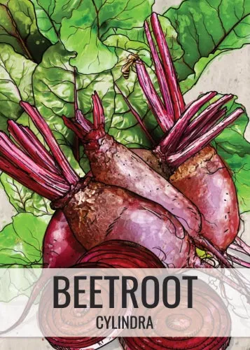 cylindra-beet-seeds-planting-beta-vulgaris Cylindra Beet Seeds For Planting (Beta vulgaris)
