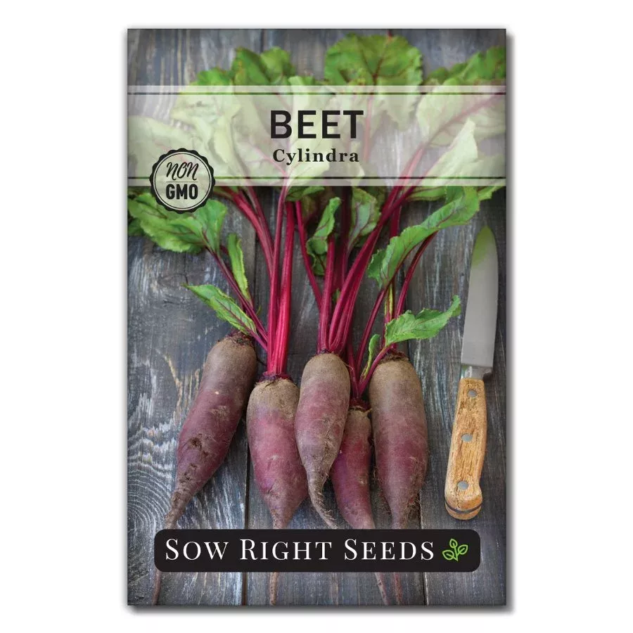 cylindra-beet Cylindra Beet