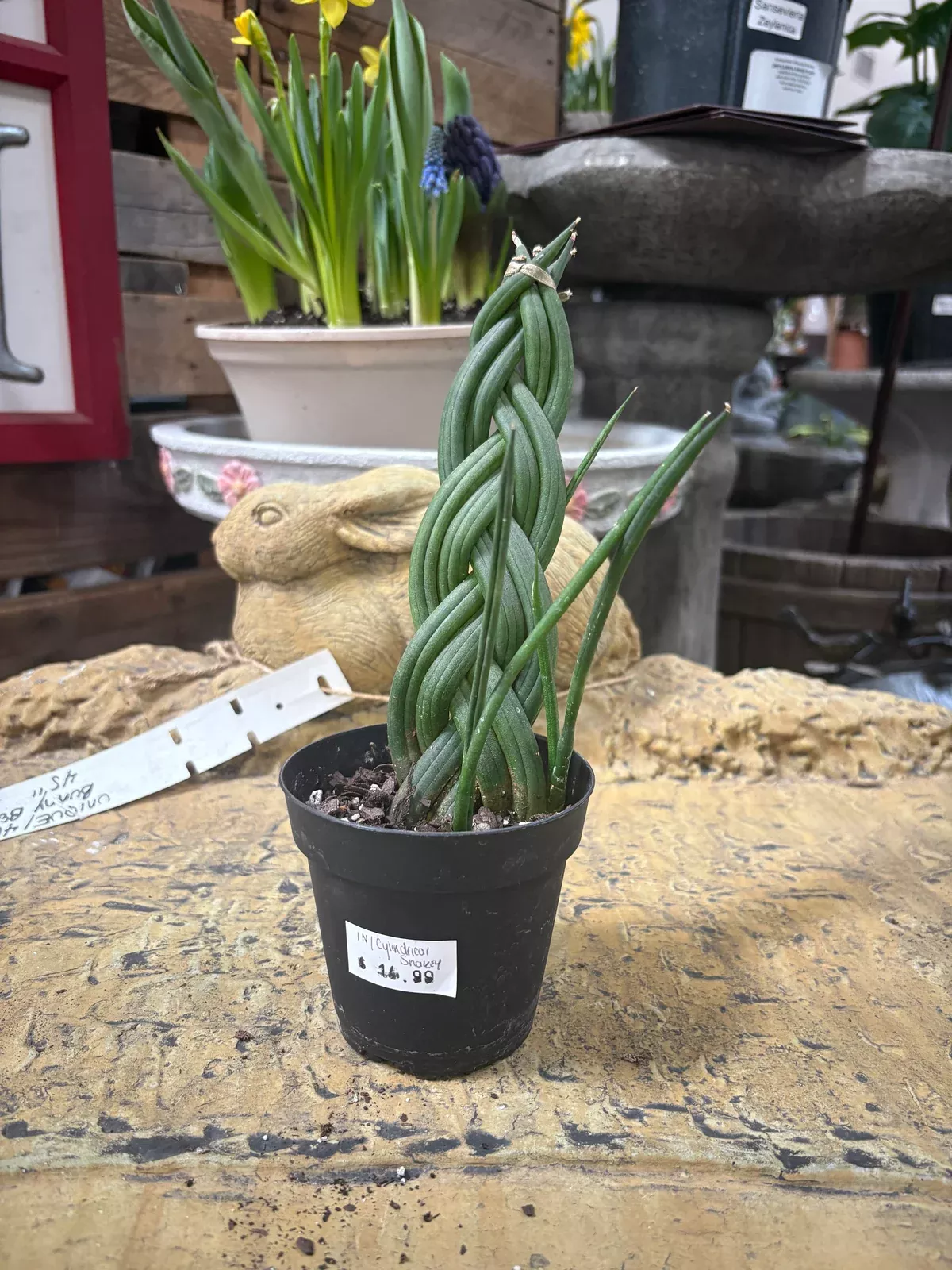 cylindrical-snake-plant Cylindrical Snake Plant