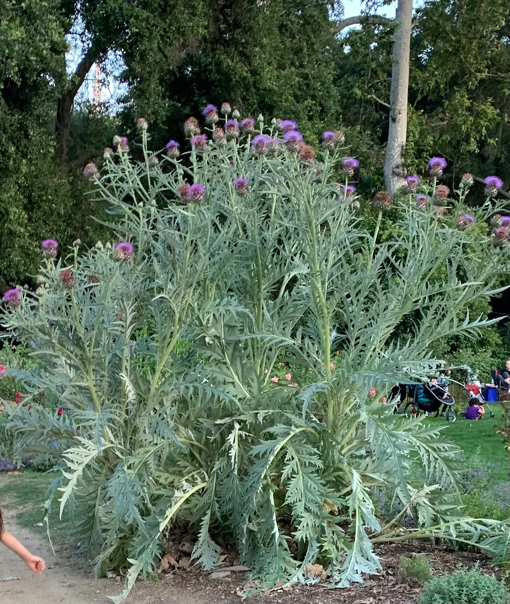 Cynara scolymus artichoke
