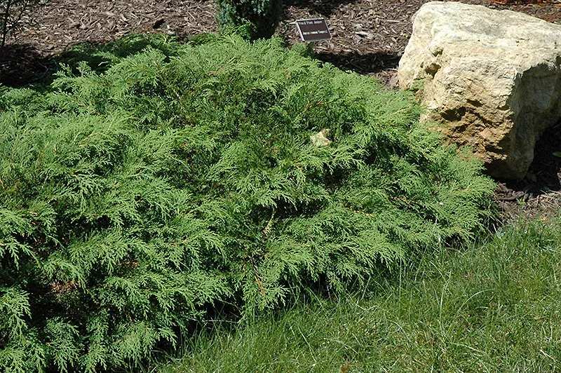 Cypress Siberian - 3 Gal (IS)