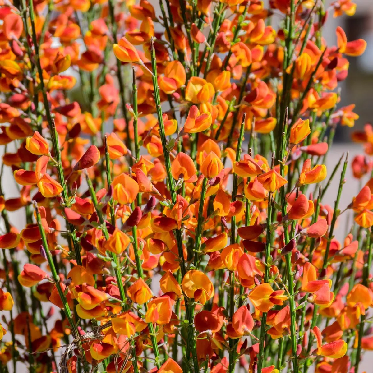 cytisus-broom-lena-orange-1-2l-1l Cytisus (Broom) – ‘Lena’ Orange 1/2L – 1L