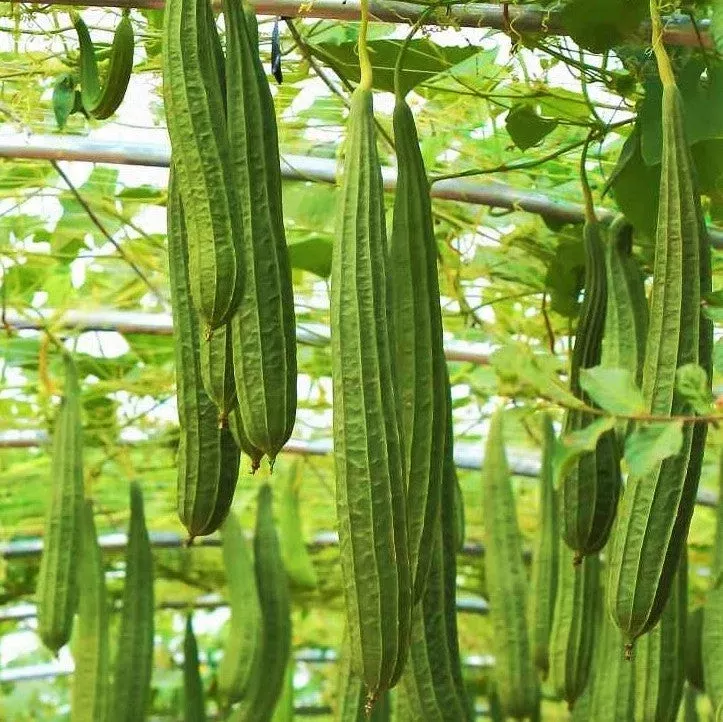 da-rou-angled-luffa-gourd Da Rou Angled Luffa Gourd