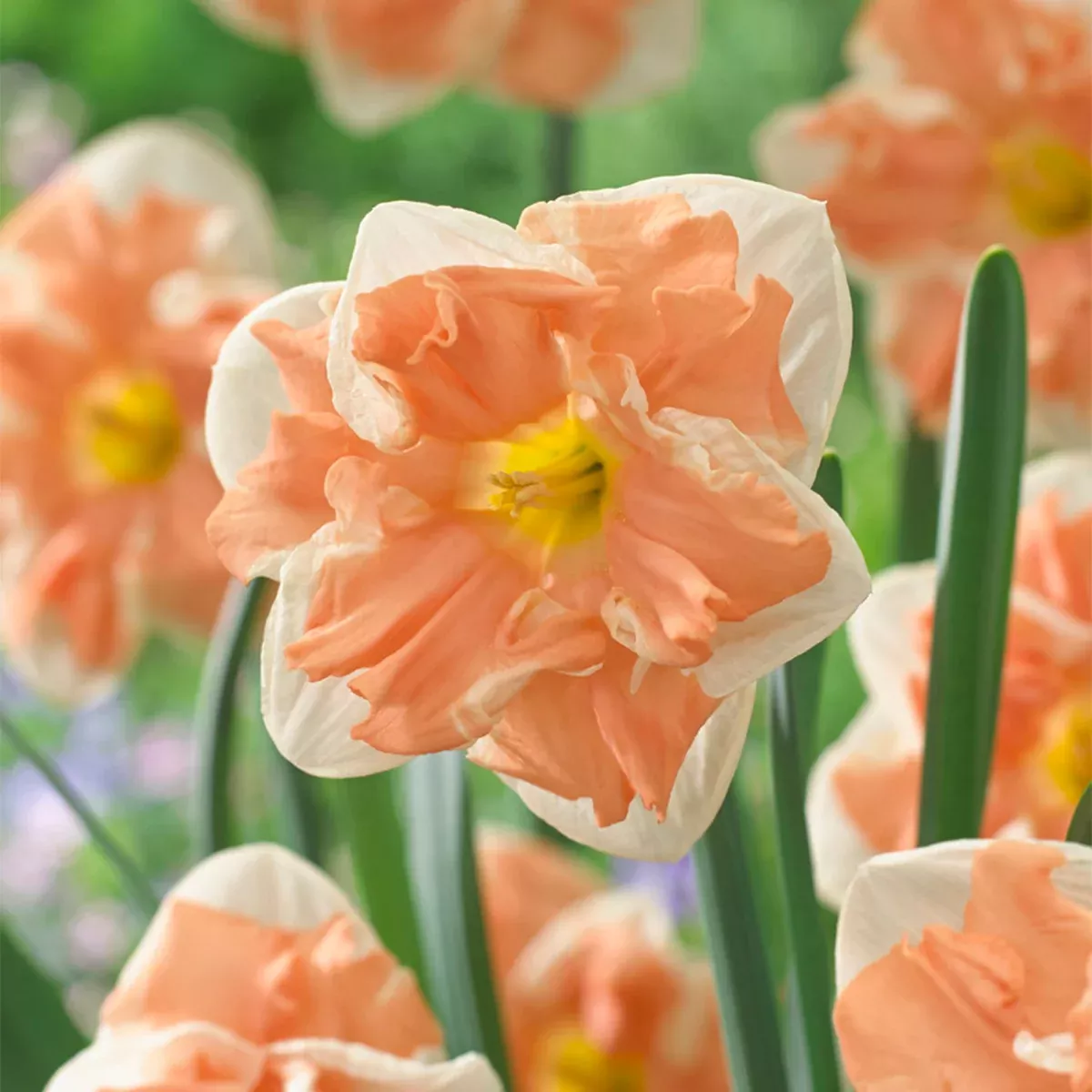 daffodil-apricot-whirl Daffodil - Apricot Whirl