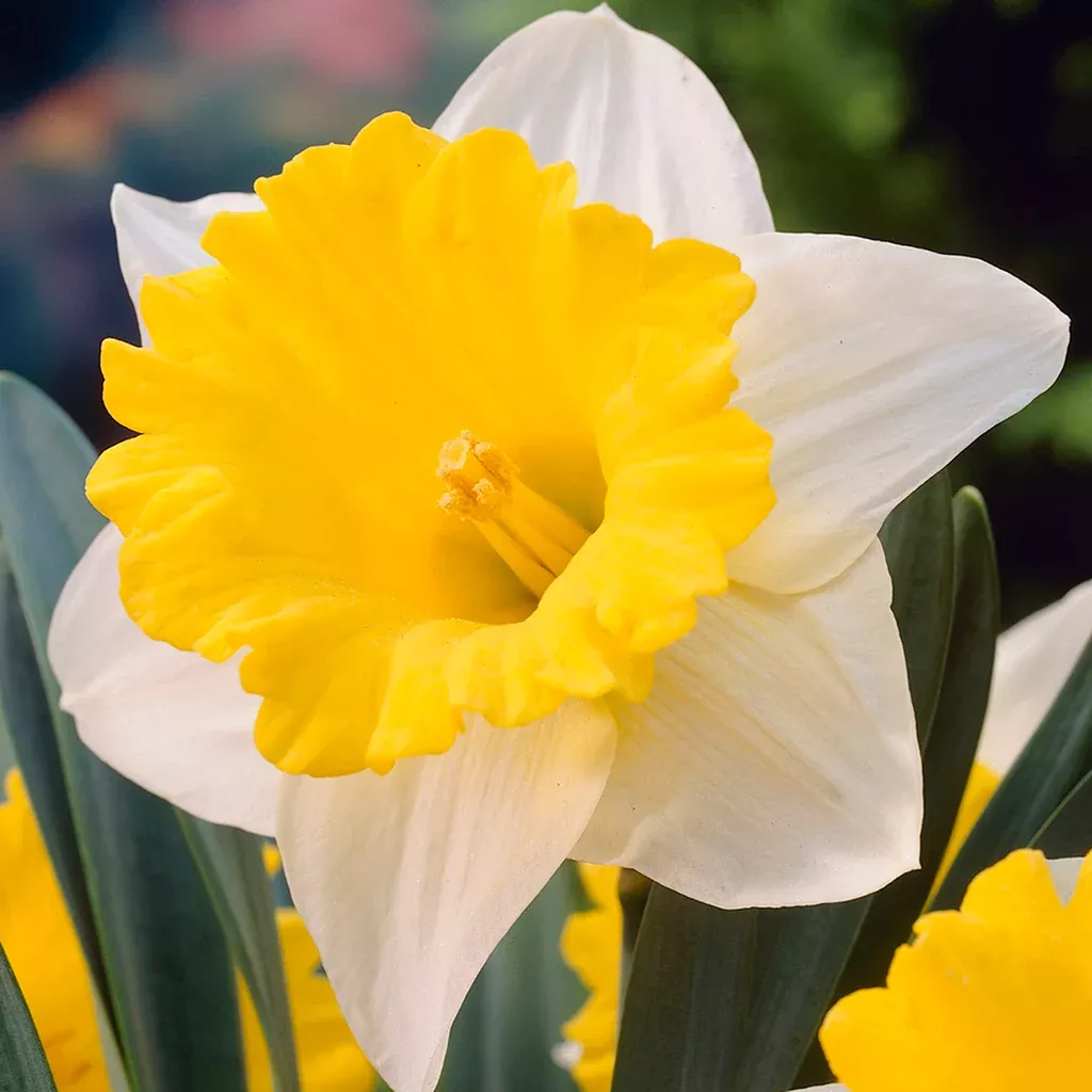 daffodil-goblet Daffodil - Goblet