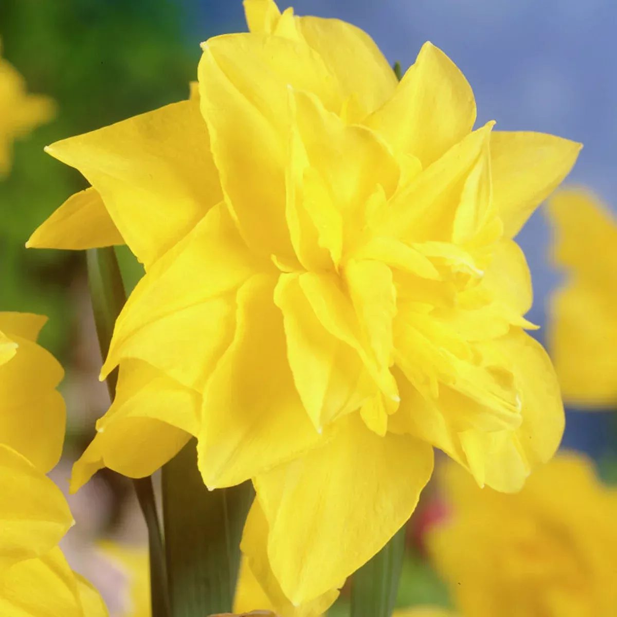 daffodil-golden-ducat Daffodil - Golden Ducat