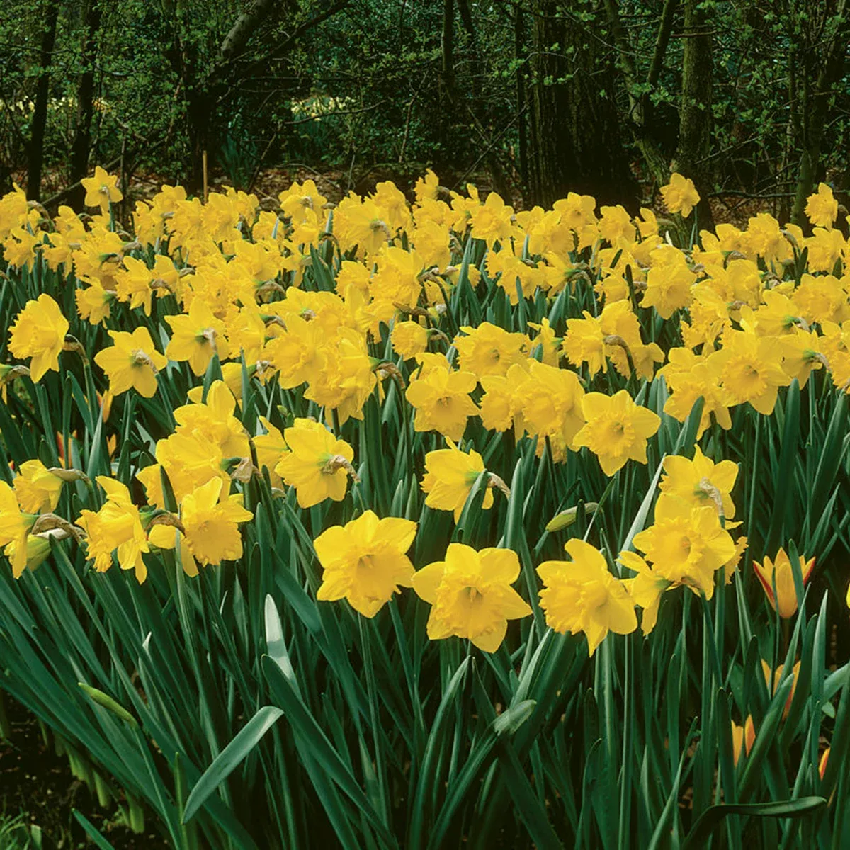 daffodil-king-alfred-type-improved-classic Daffodil - King Alfred Type - Improved Classic