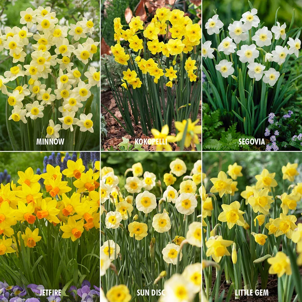 daffodil-perennial-deer-resistant-blend-award-winning Daffodil - Perennial Deer Resistant Blend - Award Winning