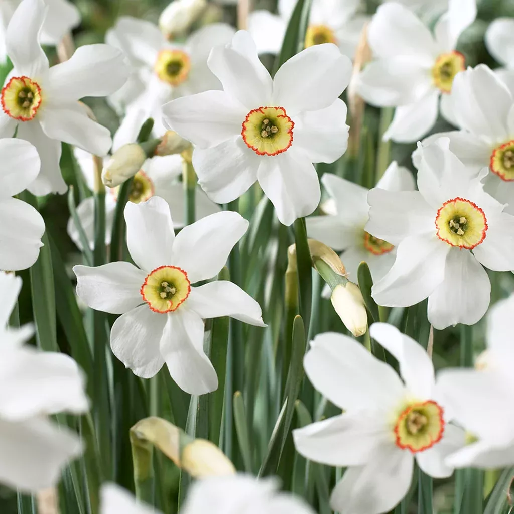 daffodil-pheasant-s-eye Daffodil - Pheasant's Eye
