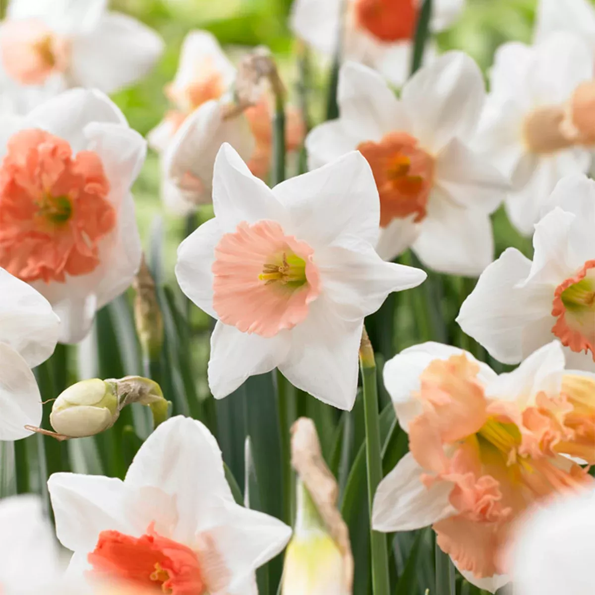 daffodil-pink-mix Daffodil - Pink Mix